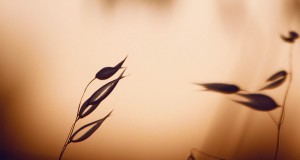 Using shortcodes in a template file in WordPress